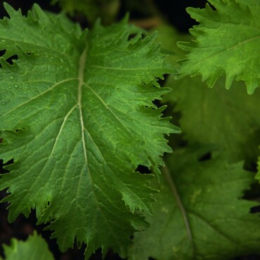 Close-up view of green leaves of the lettuce